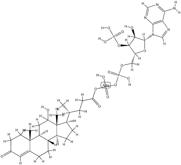 24-(12-hydroxy-3-oxo-4-cholenoyl-5'phospho)-3'phosphoadenosine