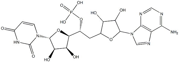 adenylyl-(3'-5')-uridine 5'-phosphate