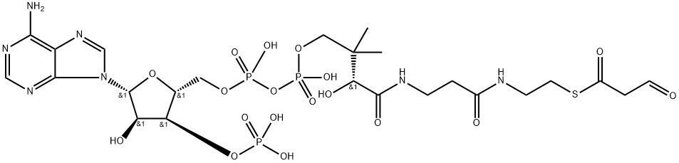 Malonyl-CoA semialdehyde