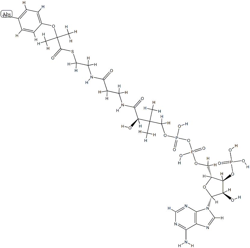 clofibric acid-coenzyme A
