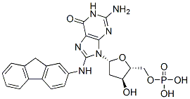 8-(N-fluoren-2-ylamino)-2'-deoxyguanosine 5'-monophosphate