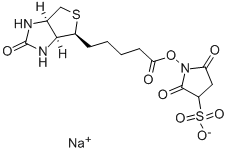 生物素 3-磺酸基-N-羟基琥珀酰亚胺钠盐