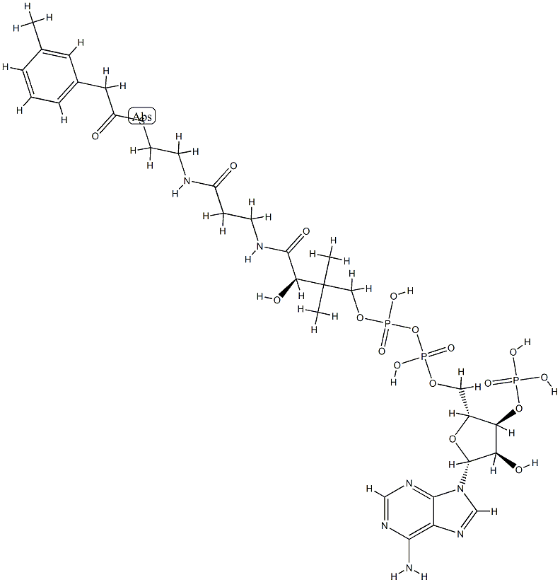 3-tolylacetyl-coenzyme A