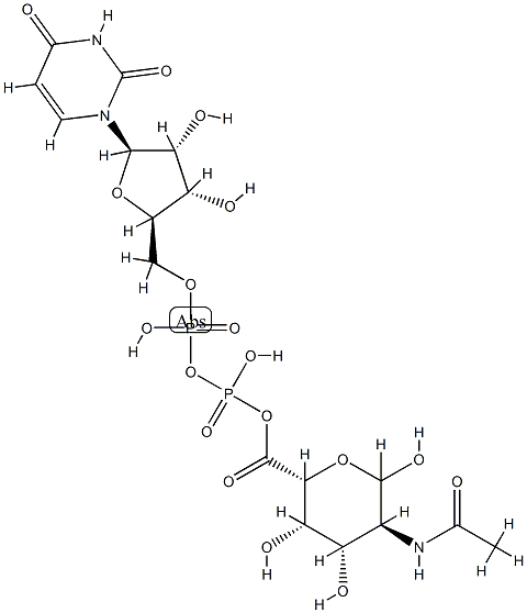 UDP-2-acetamido-2-deoxygalacturonic acid