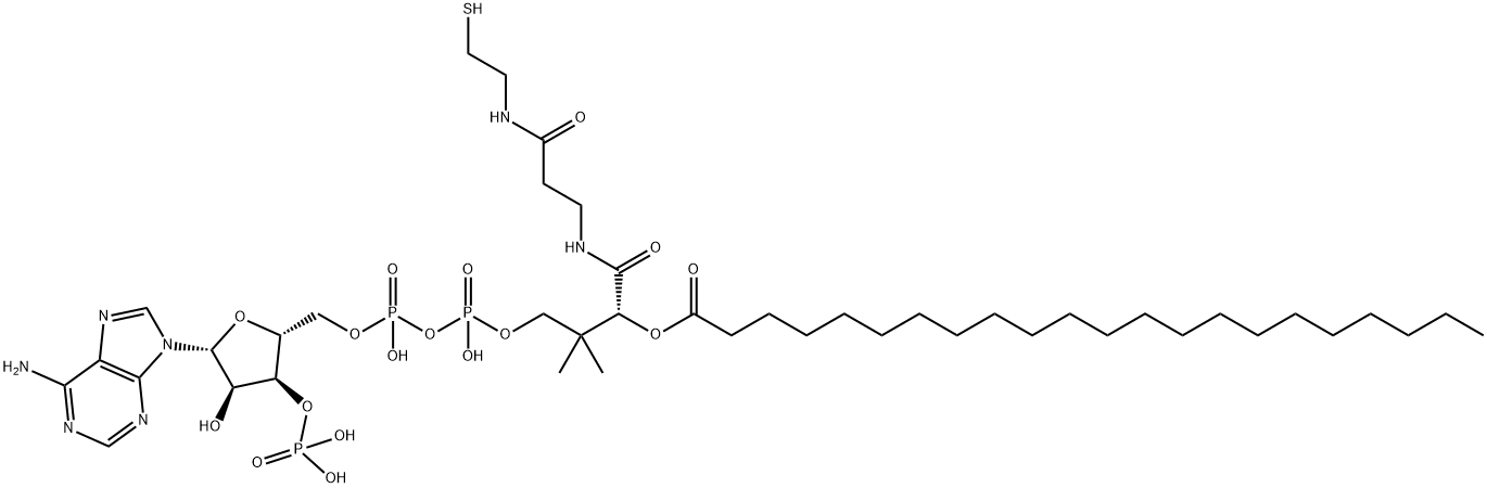 behenyl-coenzyme A