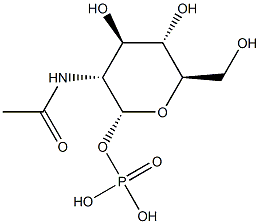 poly(N-acetylglucosamine 1-phosphate)
