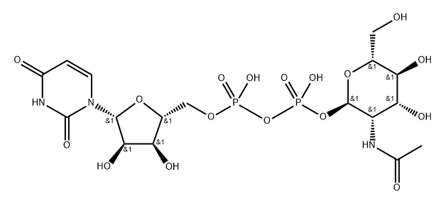 uridine diphosphate N-acetylmannosamine