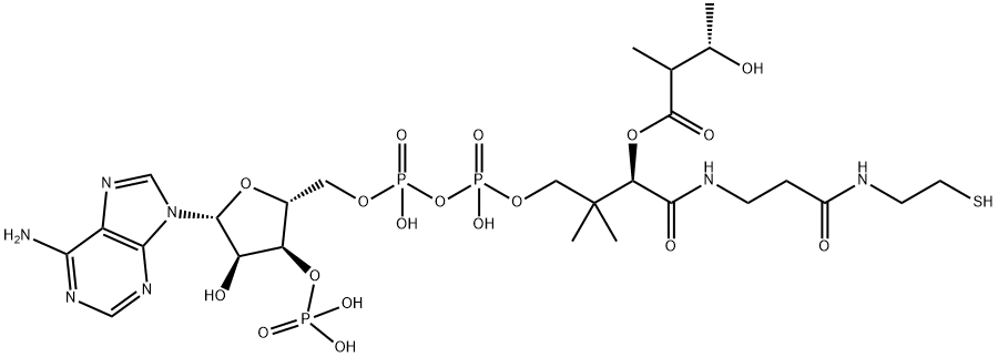 Coenzyme A, S-(3-hydroxy-2-methylbutanoate)