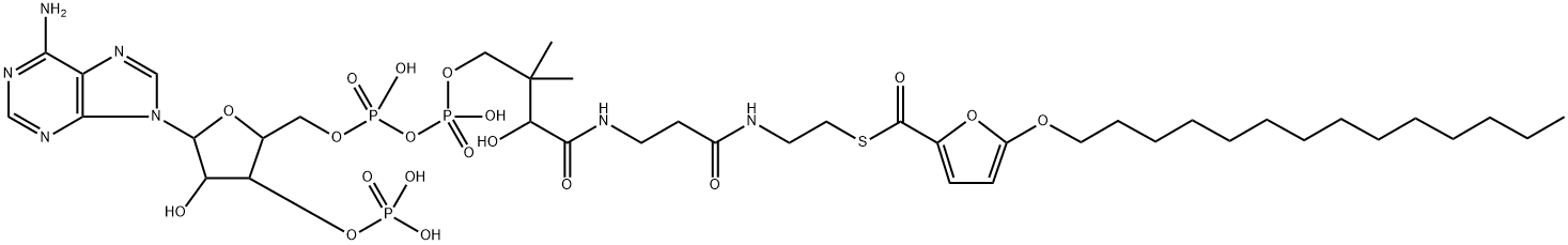 5-(tetradecyloxy)-2-furoyl-coenzyme A