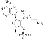 8-(4-AMINOBUTYL) AMINOADENOSINE-3',5'-CYCLIC MONOPHOSPHATE