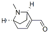 8-Azabicyclo[3.2.1]oct-2-ene-2-carboxaldehyde, 8-methyl-, (1R,5S)- (9CI)