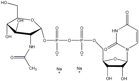 udp-n-乙酰半乳糖胺udp-glcnac;udp-n-乙酰葡萄糖胺udp-n-acetyl